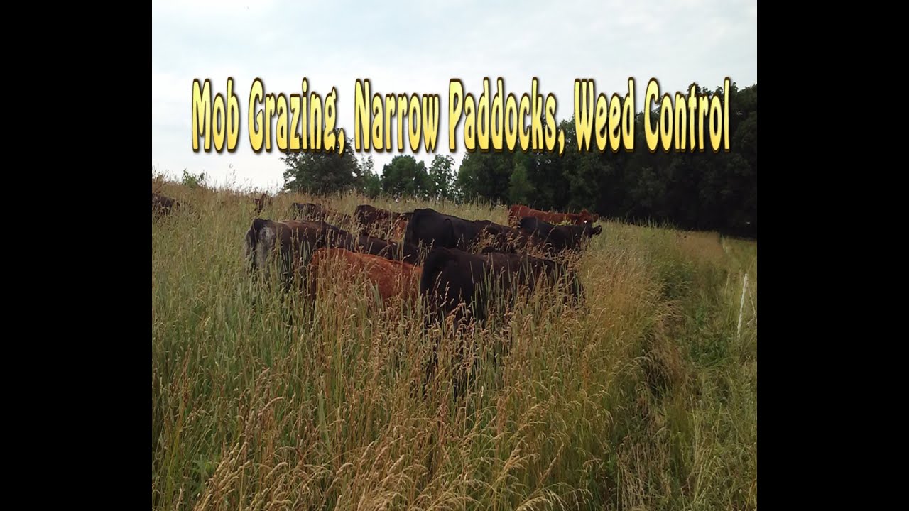 Mob Grazing, Narrow Paddocks, Weed Control