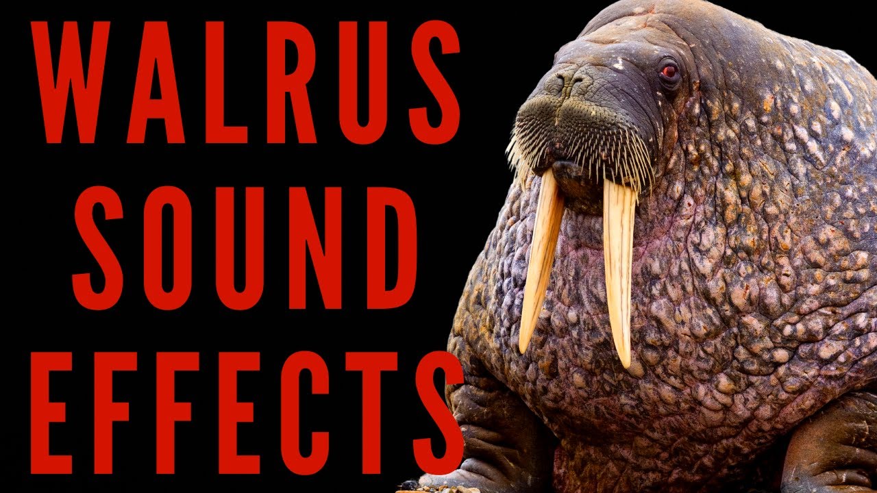WALRUS SOUND EFFECTS - Walrus Sounds | Maktub_ytv
