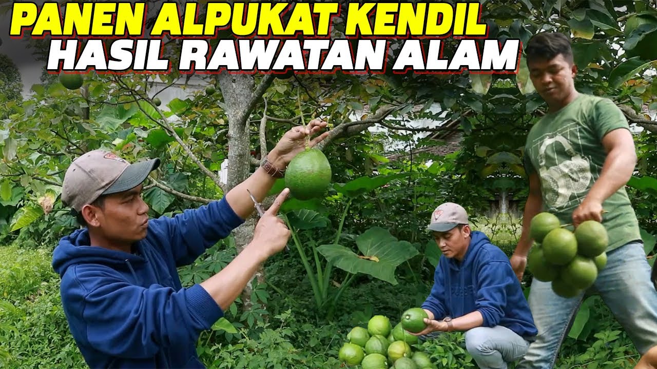 TIDAK USAH TANAM ‼️ JIKA TIDAK MAU SEPERTI INI
