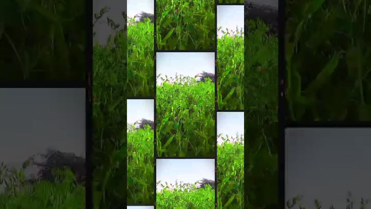 Farming reel #shorts 🌾 #tendingreels #farming #videogap #army #grow #nature #marathi #gk