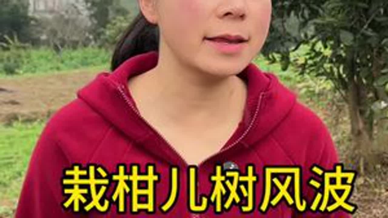 七婶太不讲道理了吗？我自己的地都不让我栽柑儿树………#我的乡村生活 #乡村守护人 #新农人计划 #地方特色美食