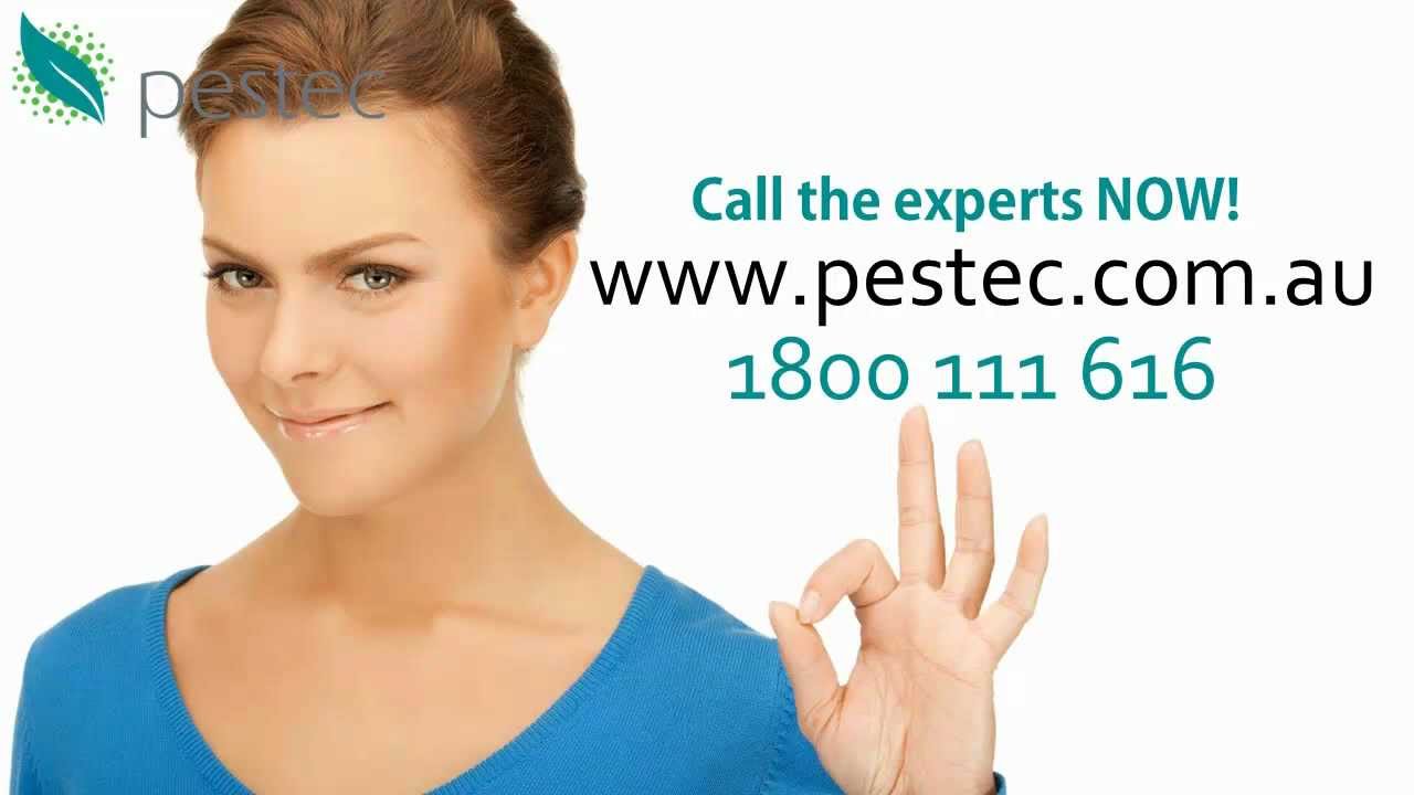 How To Choose The Right Termite Control Company