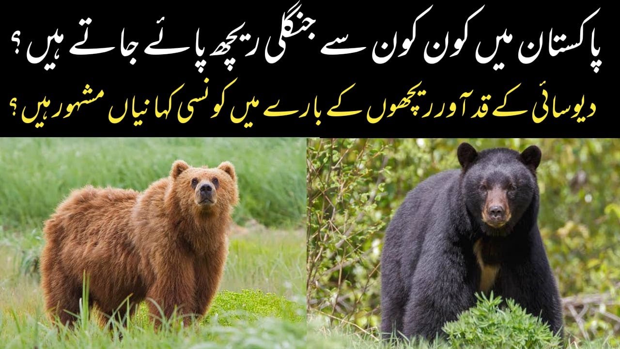 Wild Bears of Pakistan | Himalayan Brown Bear - Asiatic Black Bear |Wildlife of Pakistan Documentary