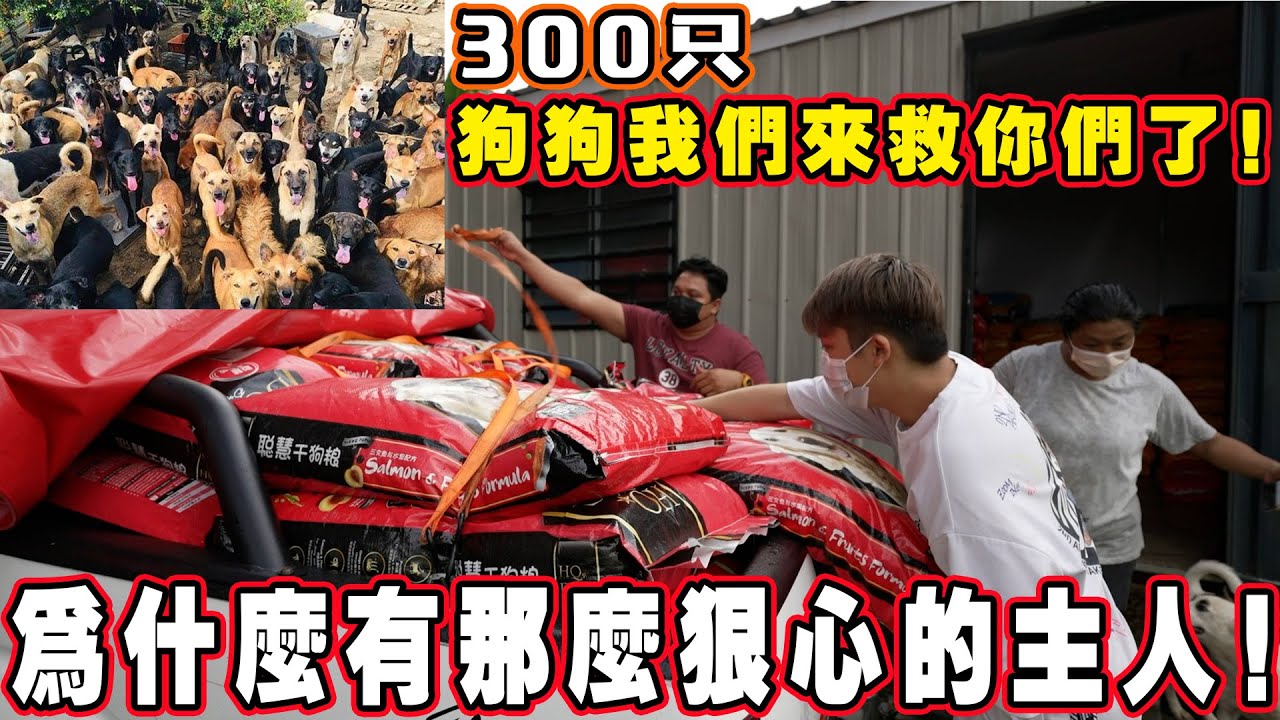 爲什麽有那麽狠心的主人，狗狗我們來救你了！狗主人被感動哭了！