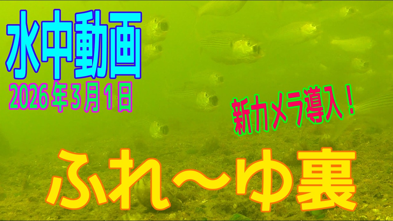 水中動画（2026年3月1日）in　ふれーゆ裏