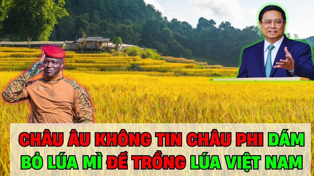 CHẤN ĐỘNG: Châu Phi Phát Cuồng Vì Lúa Việt Nam – Châu Âu Sốc Ngã Ngửa Không Tin Nổi