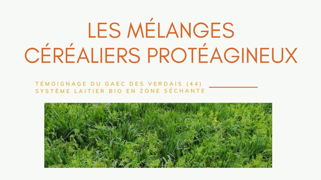 Sécuriser son système fourrager en élevage laitier