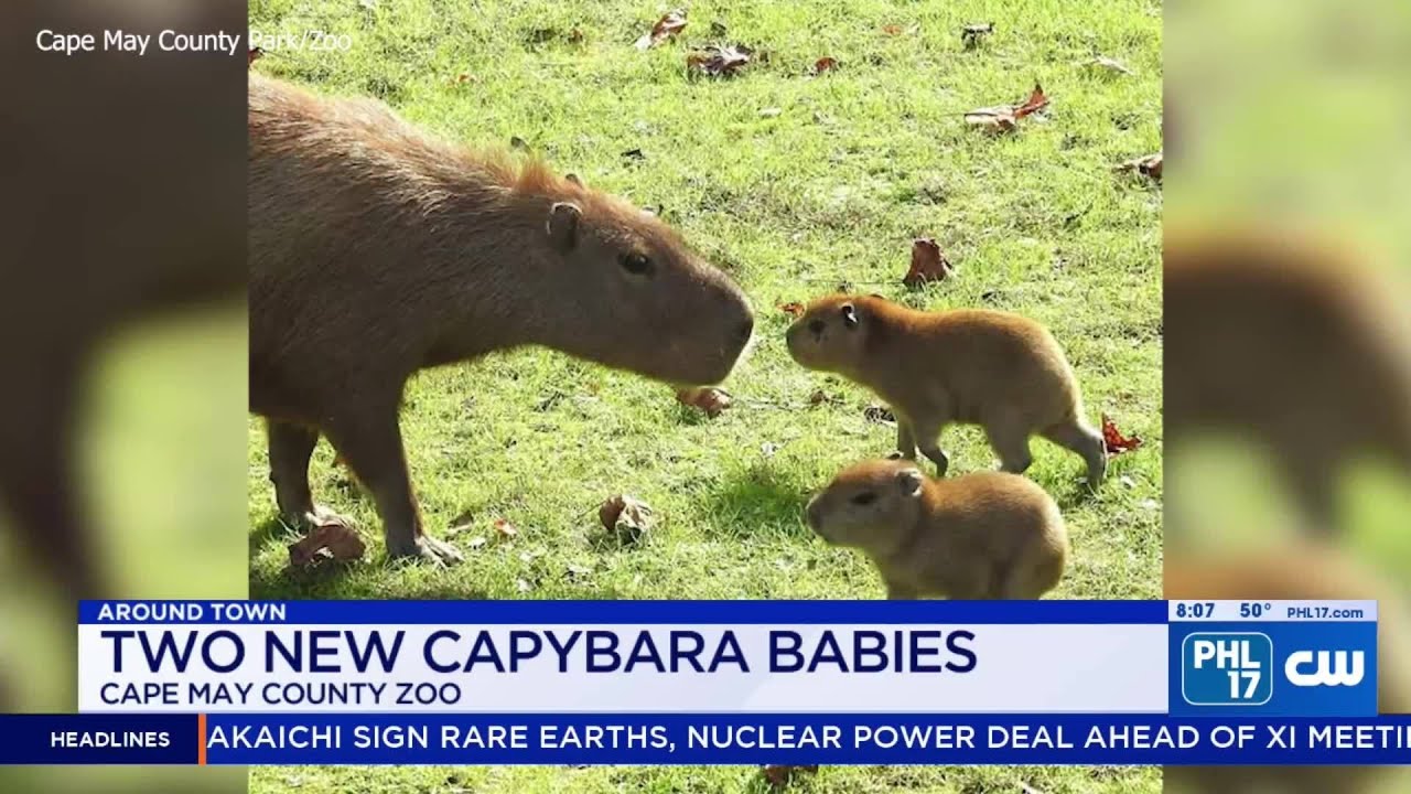 Capybara babies born at Cape May Zoo | PHL17 Morning News