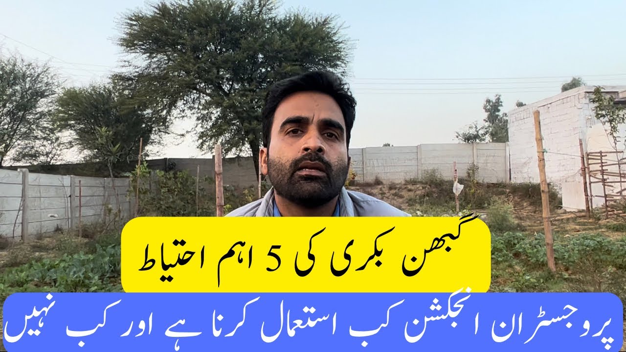 5 key reasons of Abortions in Goats - بکری بچہ کیوں گراتی ہے
