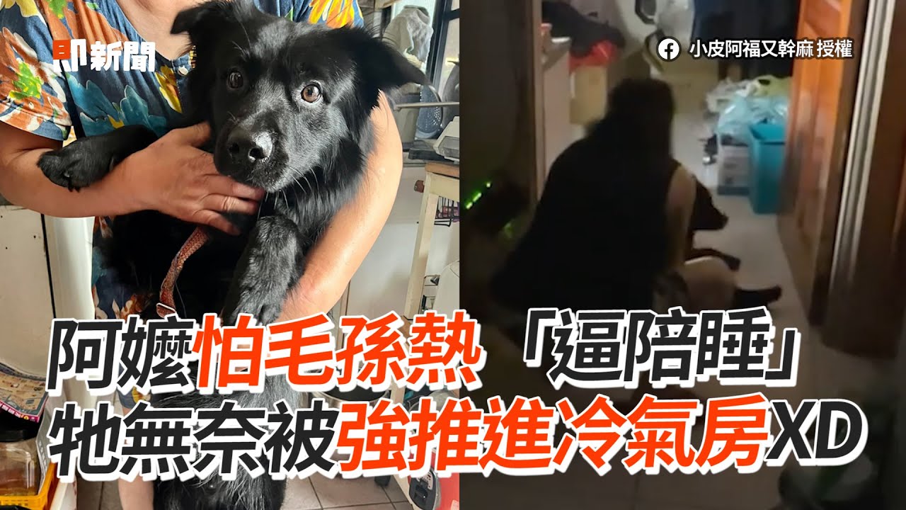 阿嬤怕米克斯太熱　強推進冷氣房「逼陪睡」😂｜狗｜寵物｜房間｜精選影片