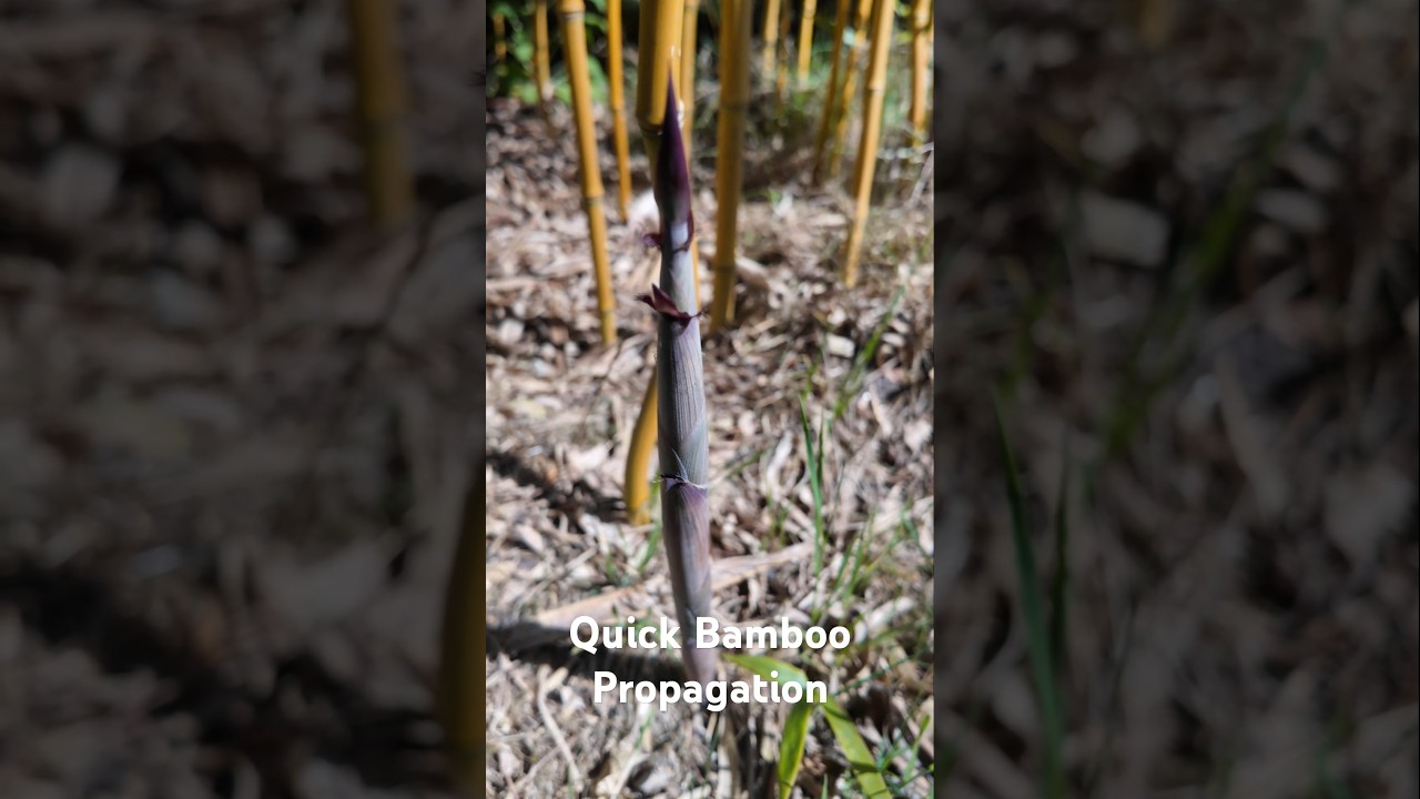 Controlling and Propagating Running Bamboo in under 10 min