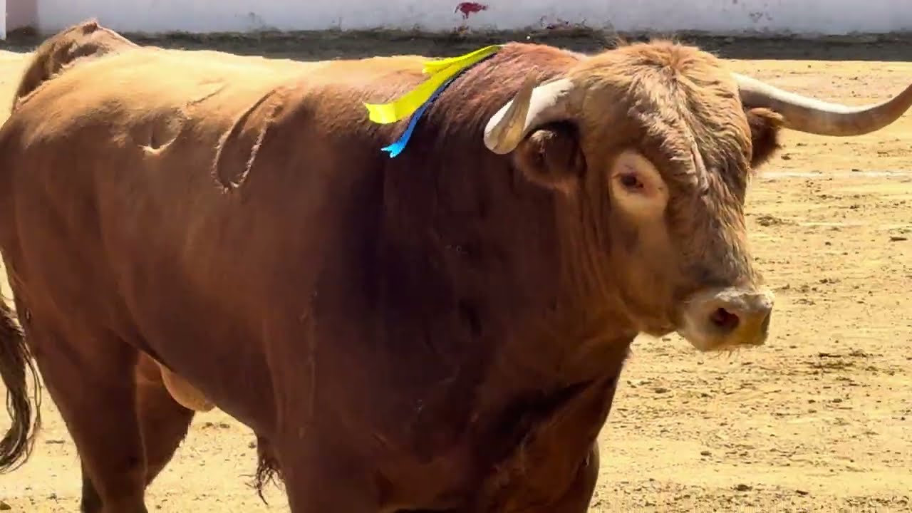 Salida 3º toro de DOLORES AGUIRRE: 