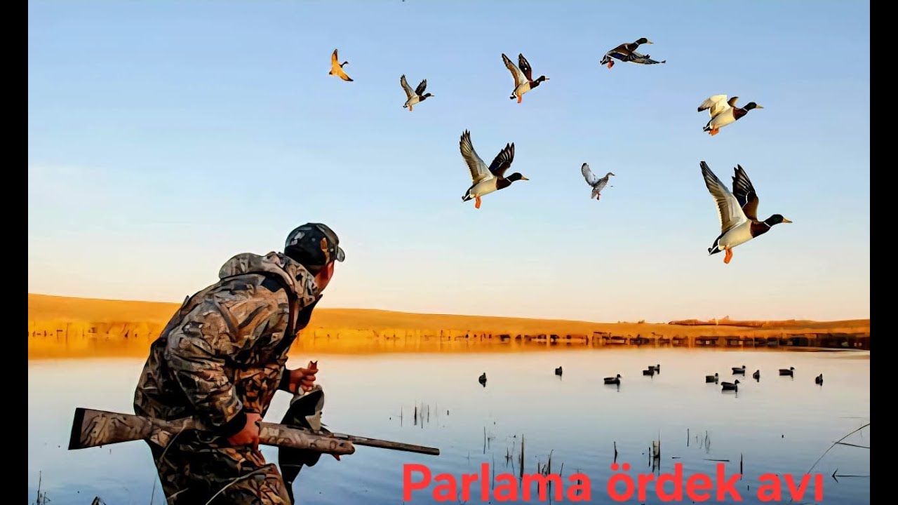 2025 -2026 ÖRDEK AVI  GÜZELBİR AV OLDU  #duck #duckhunting #hunting #ördekavı #duckguard #kızılırmak