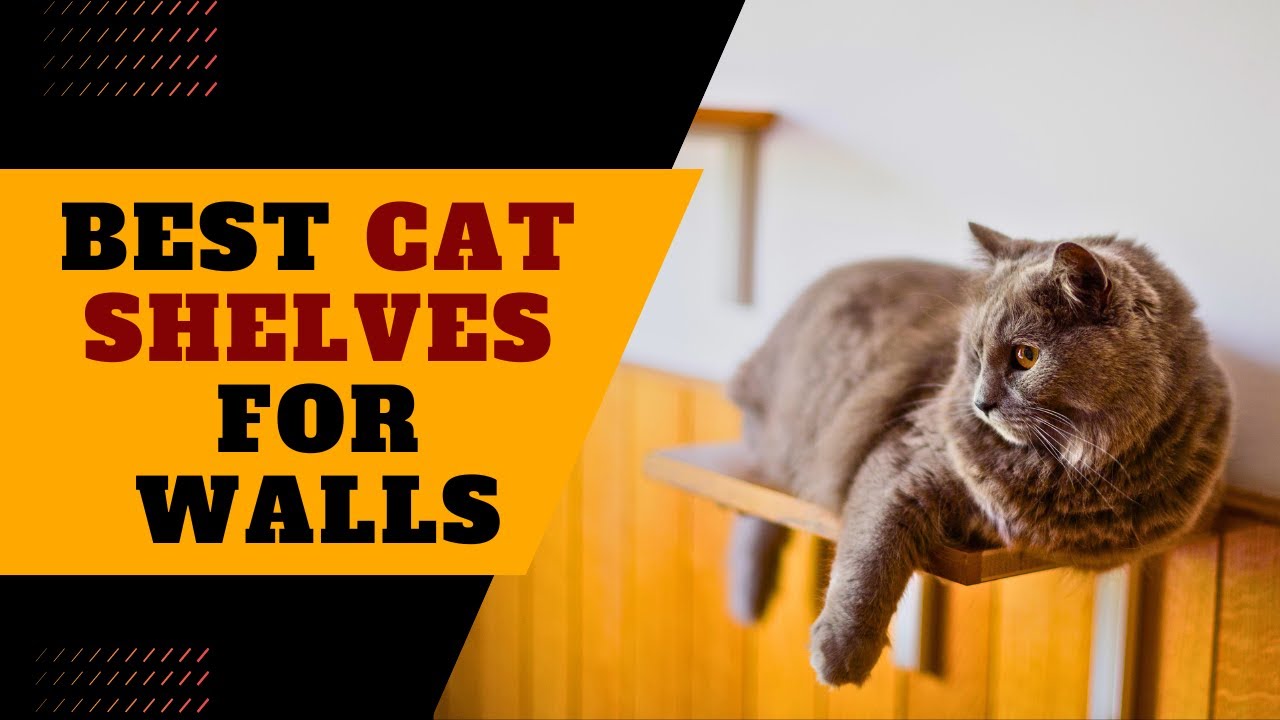Best Cat Shelves for Walls | Cat Shelves