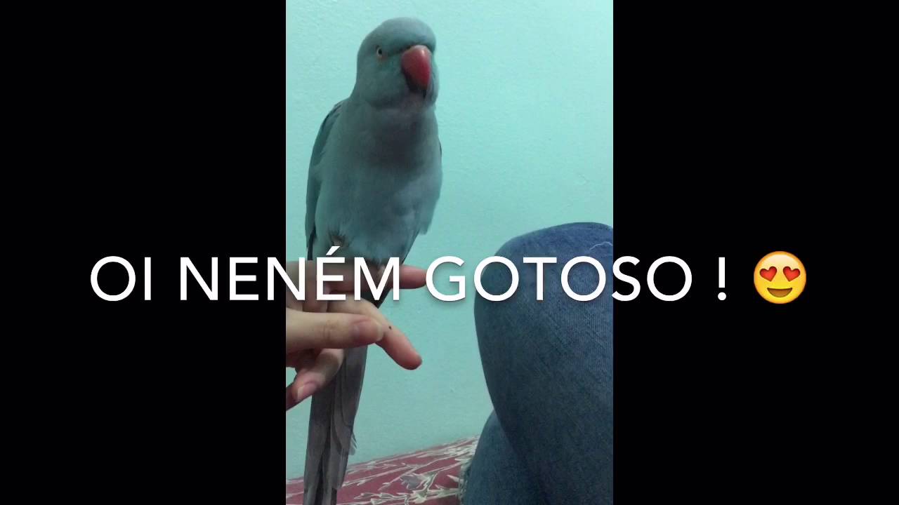 Blue - Baby RingNeck talking