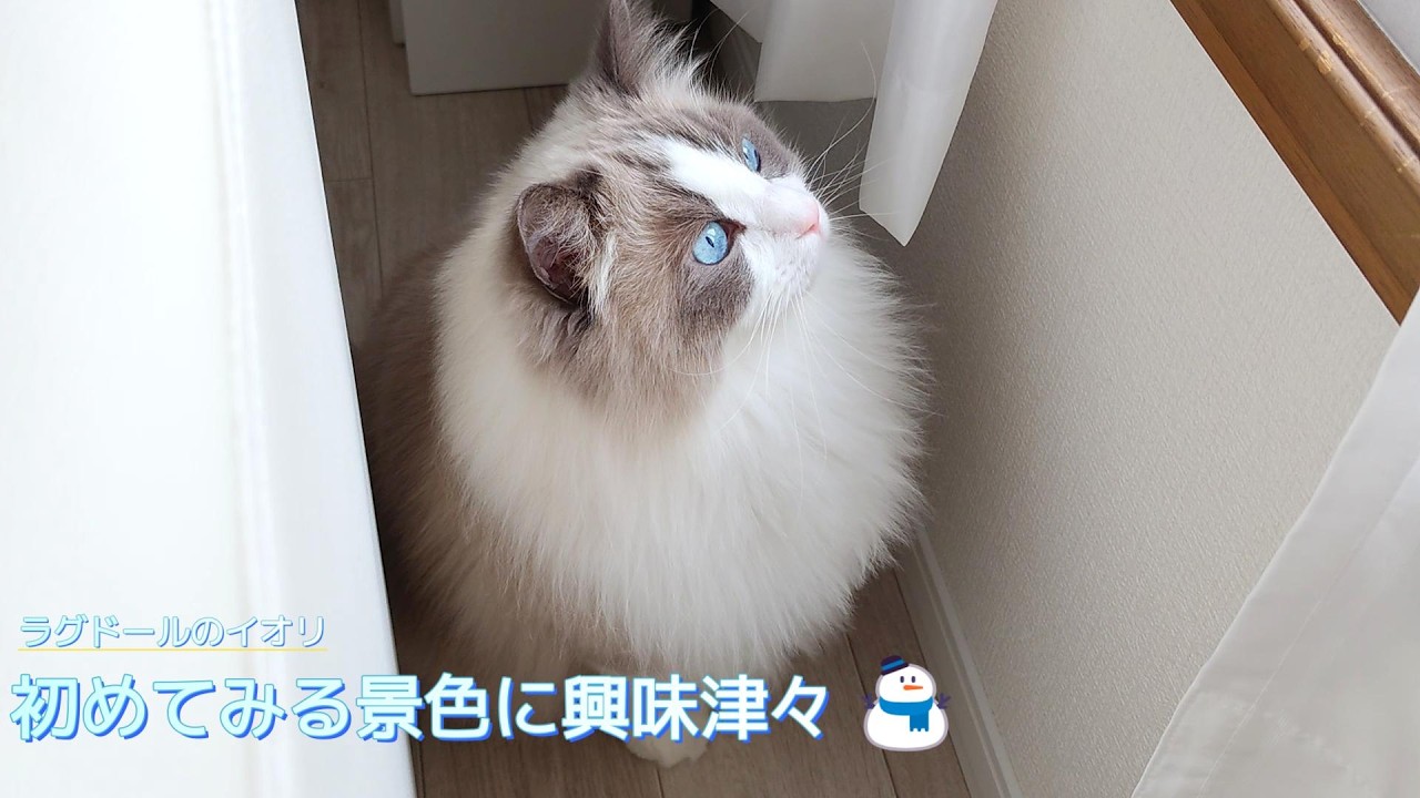 【ラグドール】初めての景色に興味津々 ⛄