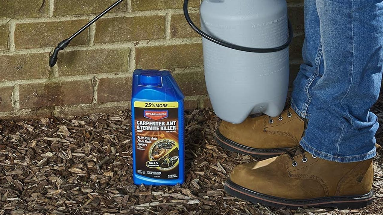 Top 5 Best Termite Killer Review 2024