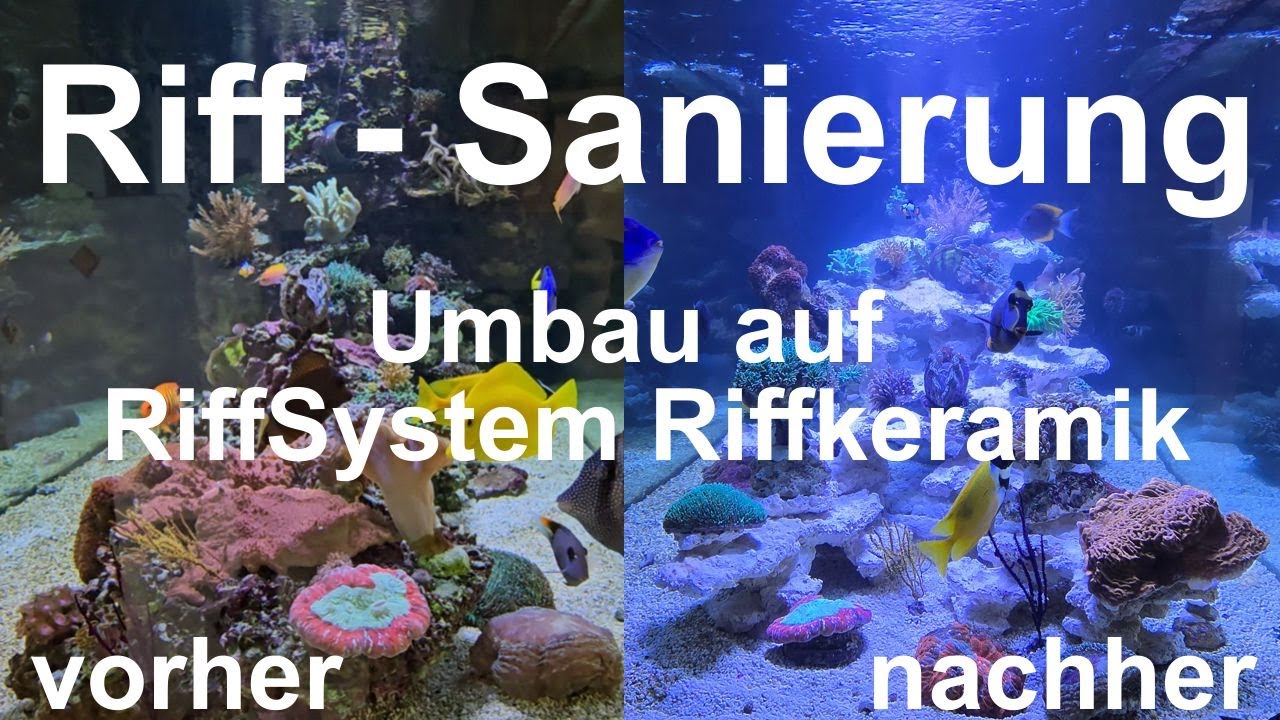 Korallenriff-Sanierung, Umbau von Lebendgestein auf RiffSystem Riffkeramik in 4 Stunden!