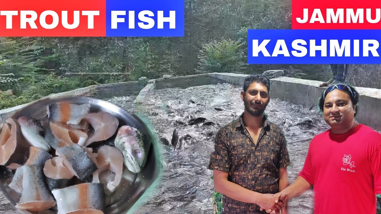 Fresh Trout Fish Jammu & Kashmir | Trout Fish Farm J & K | HPsinghfoodvlogs | Food vlogs Fish Fry