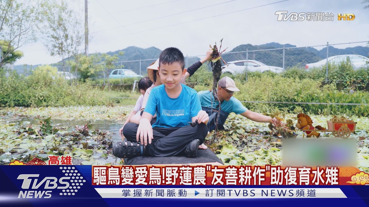 驅鳥→愛鳥!野蓮農「虧30萬」友善耕作　助復育水雉｜TVBS新聞 @TVBSNEWS01