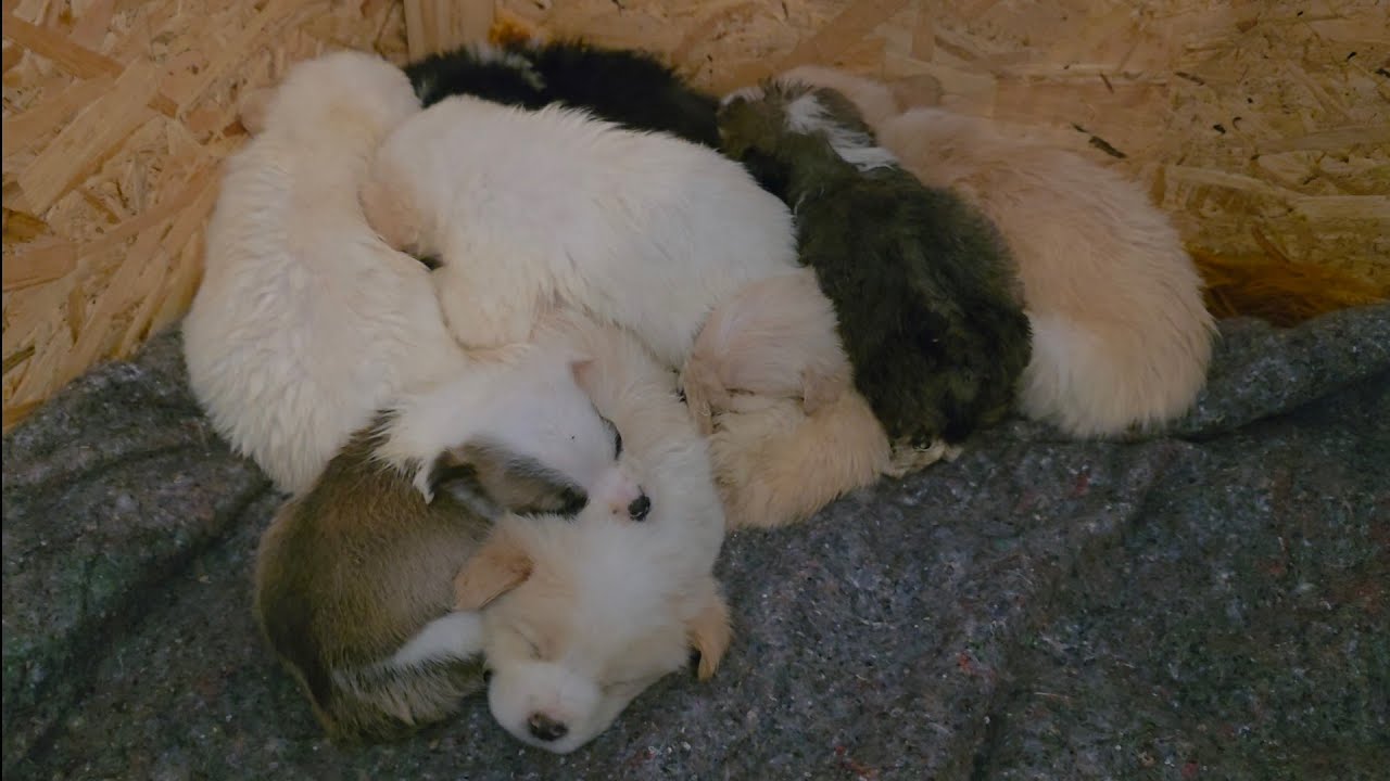 Part 3: Abandoned Puppies Found Near a Trash Bin&hellip; How Could Someone Be So Cruel?