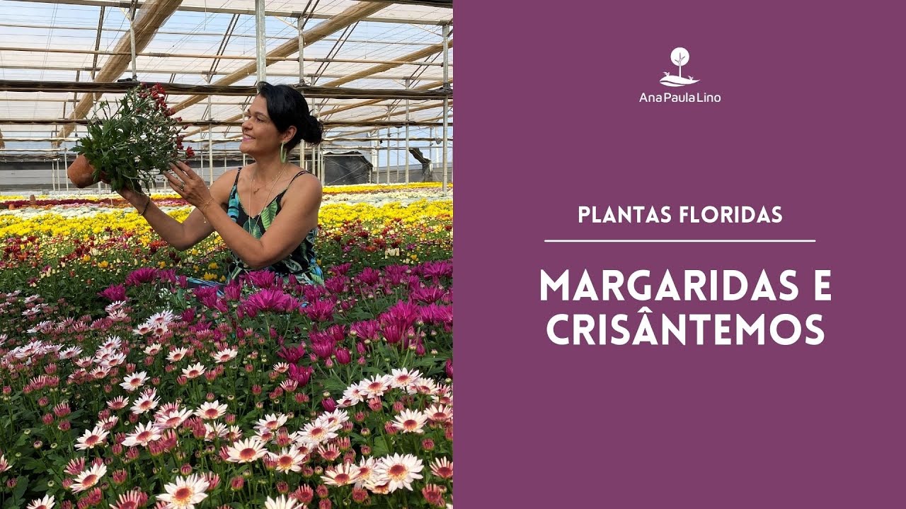 PLANTAS FLORIDAS: Quais as diferen&ccedil;as entre Margaridas e Cris&acirc;ntemos?
