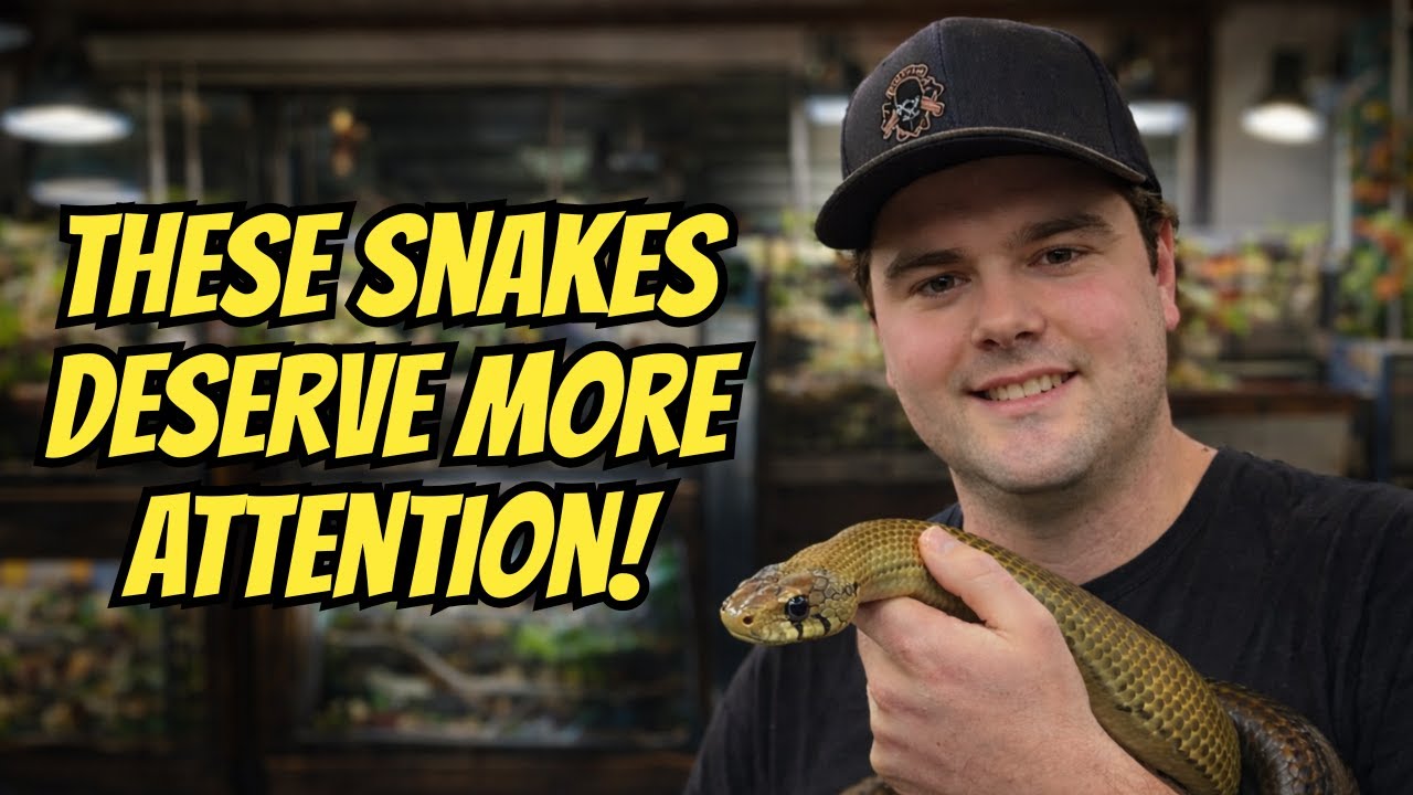 Rat Snakes, Pine Snakes & Uncommon Boas, Why They Deserve More Attention With Michael Gillon