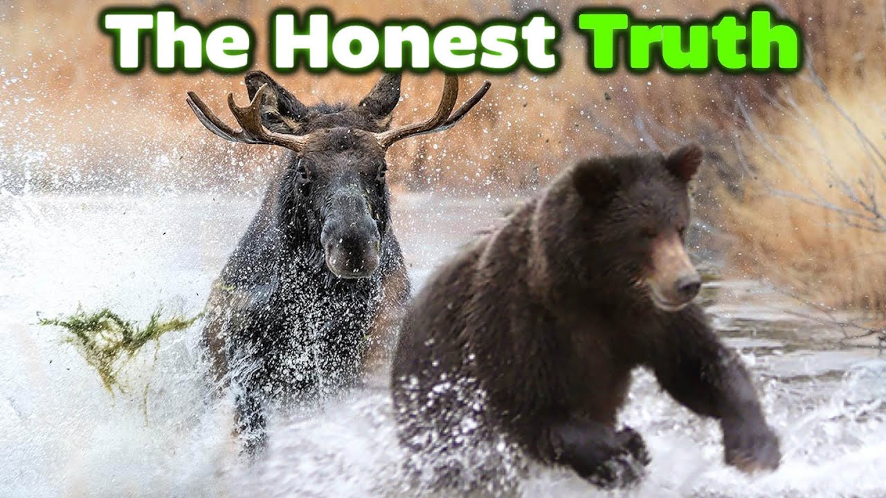 GRIZZLY BEAR vs MOOSE - The Honest Truth