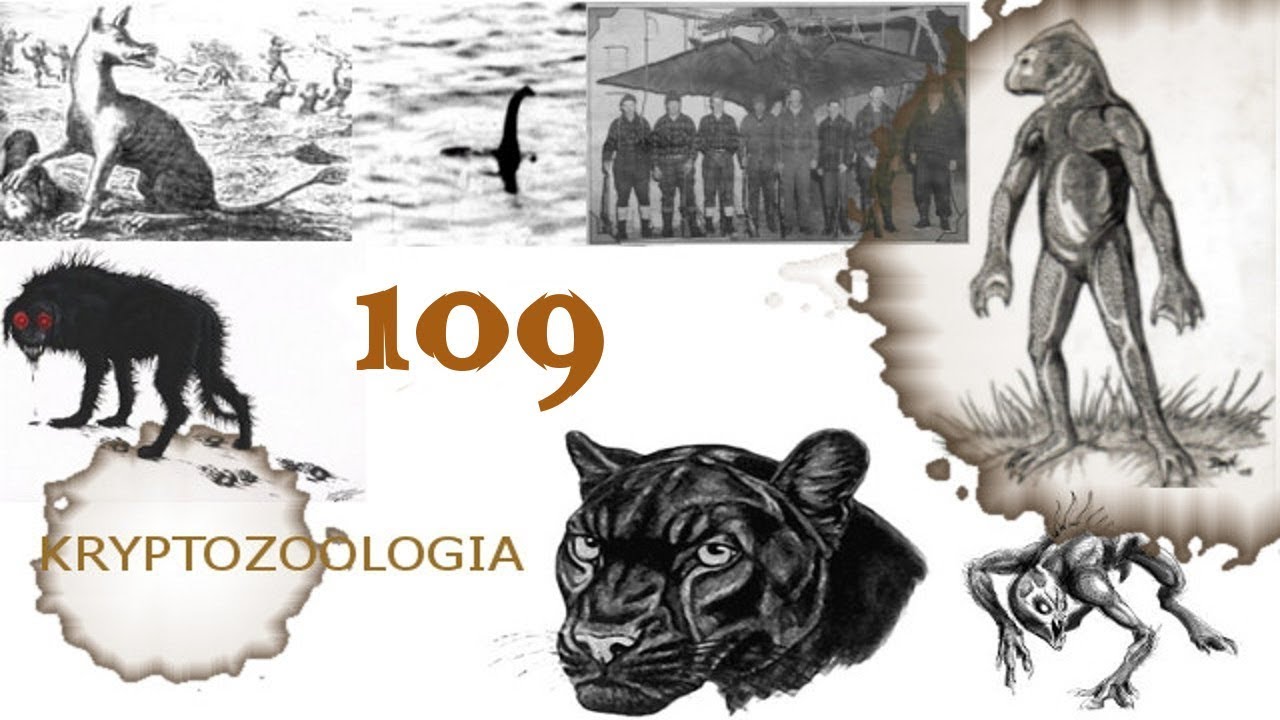 109# Lusca, Słodkowodne ośmiornice, Ośmiornica z Oklahomy