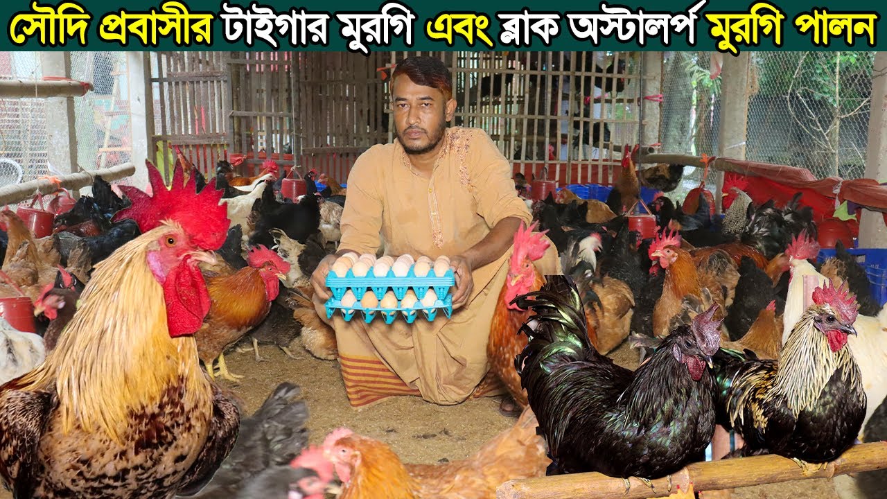 কিশোরগঞ্জের উদ্যোক্তা আমানউল্লাহ টাইগার মুরগি এবং ব্লাক অস্টালর্প মুরগির খামার করে সৌদি থেকে বেশি টা