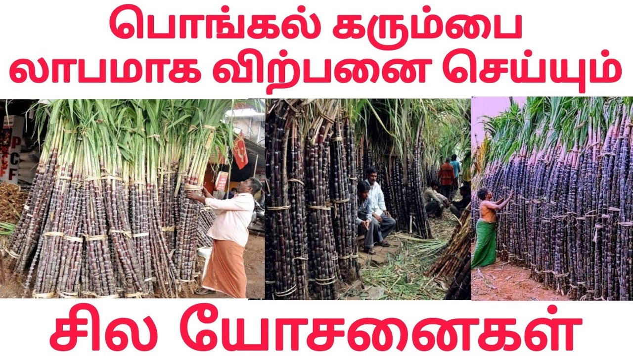 Pongal karumbu business | Pongal karumbu Sales Tamil Nadu  | பொங்கல் கரும்பு விற்பனை
