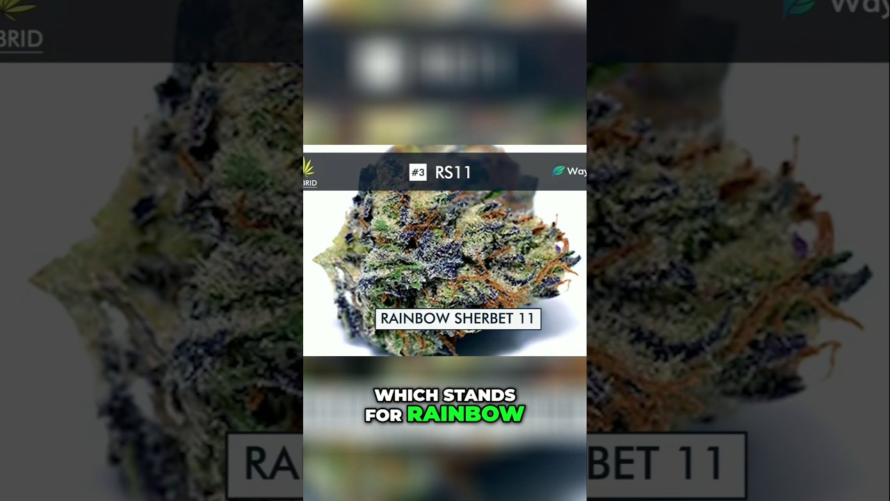 RS-11: The Strain Everyone&rsquo;s Chasing! | @WorldWeedWonders