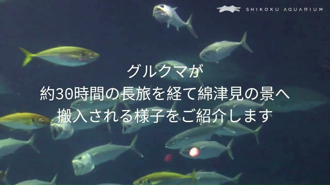 【四国水族館】四国水族館にグルクマがやってきた！