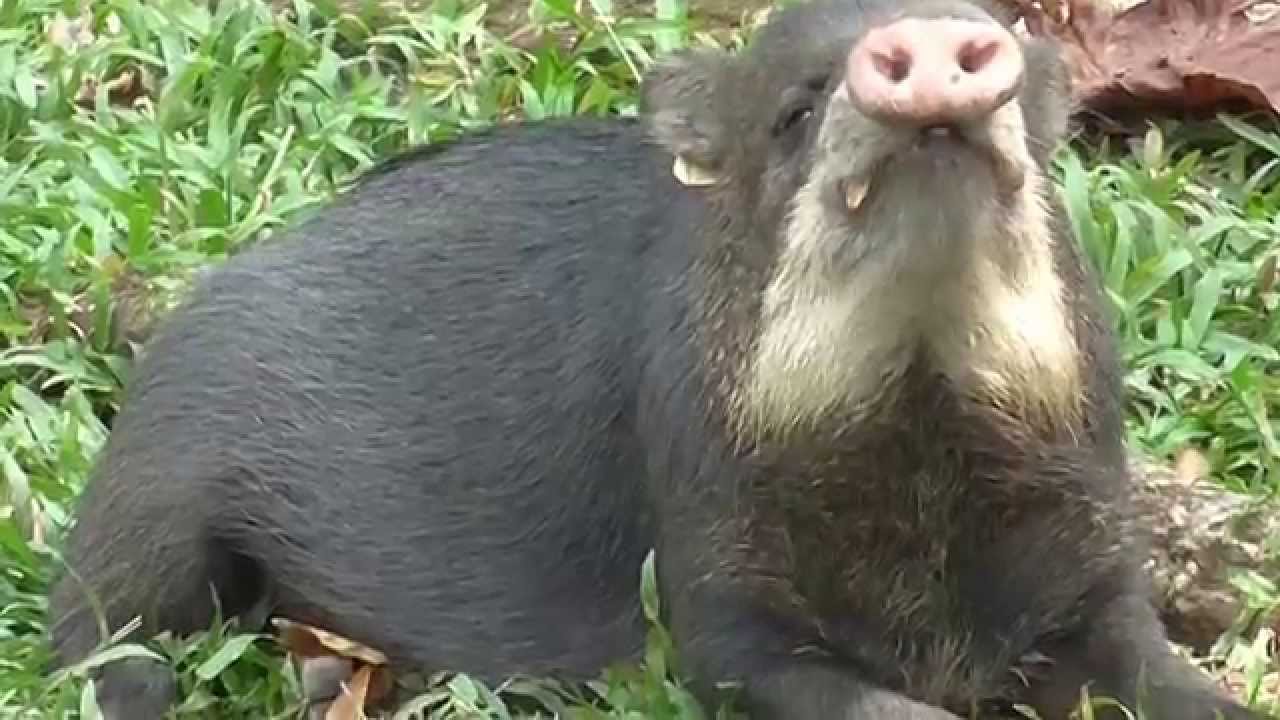 Cerdo labio blanco, pecar&iacute; o Za&iacute;no!! Ataque inesperado!! Llanos de Colombia