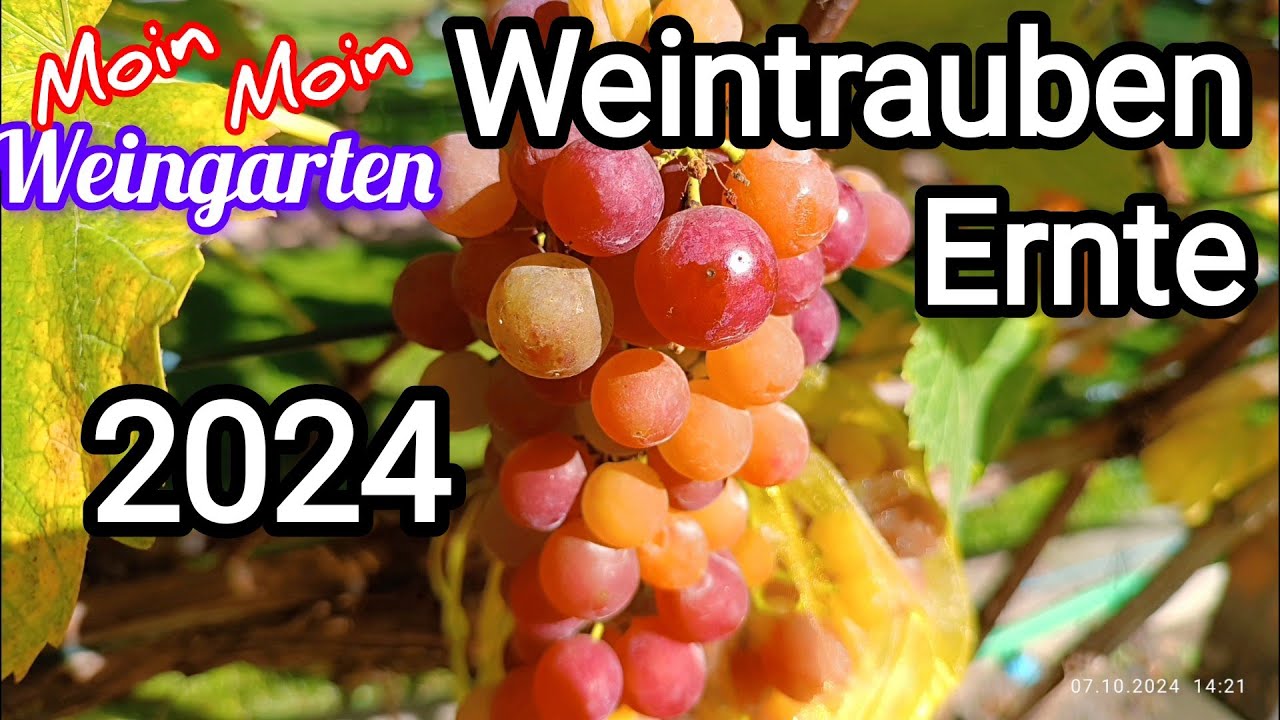 Weintrauben 17 Sorten Übersicht. 2024 Ernte