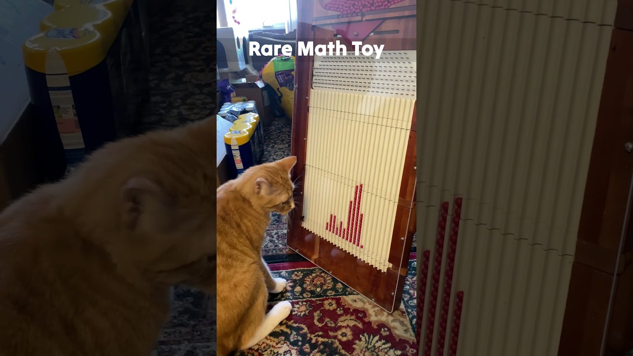 cats vs large galton board math gadget 😎 