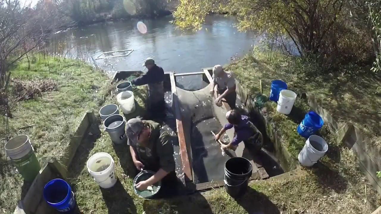 Walleye Rearing Pond Harvest - Michigan DNR