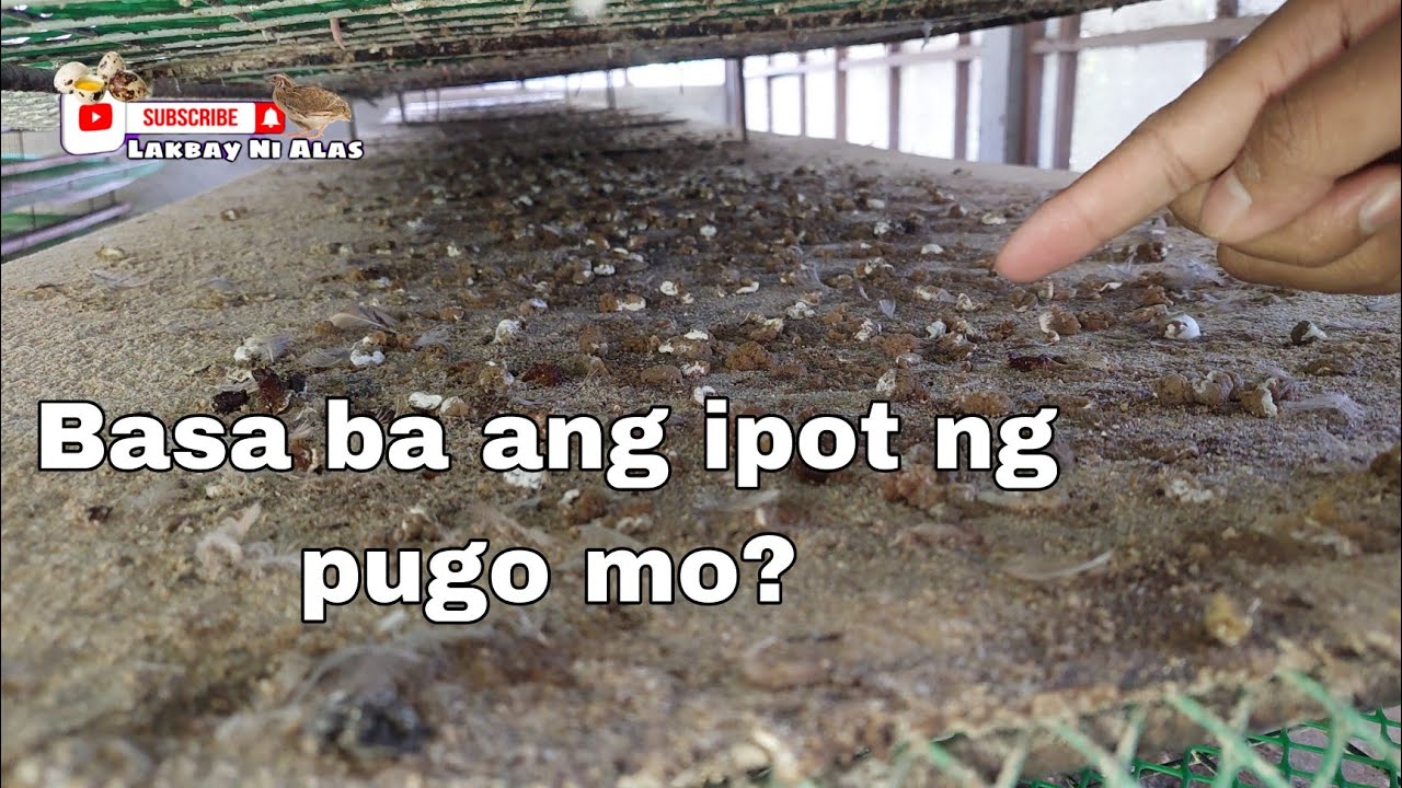Quail Farming | Basa ba ang ipot ng pugo mo?