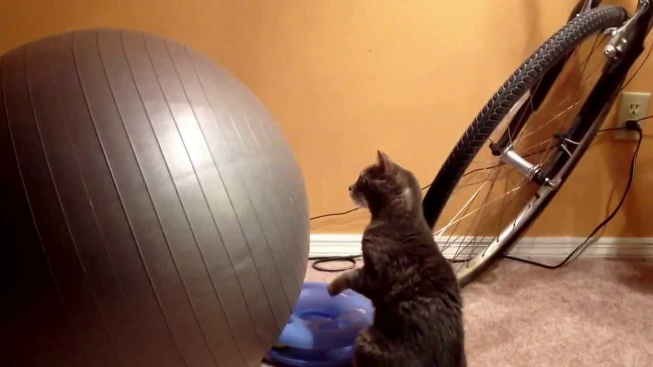 Calypso investigates a deflating yoga ball