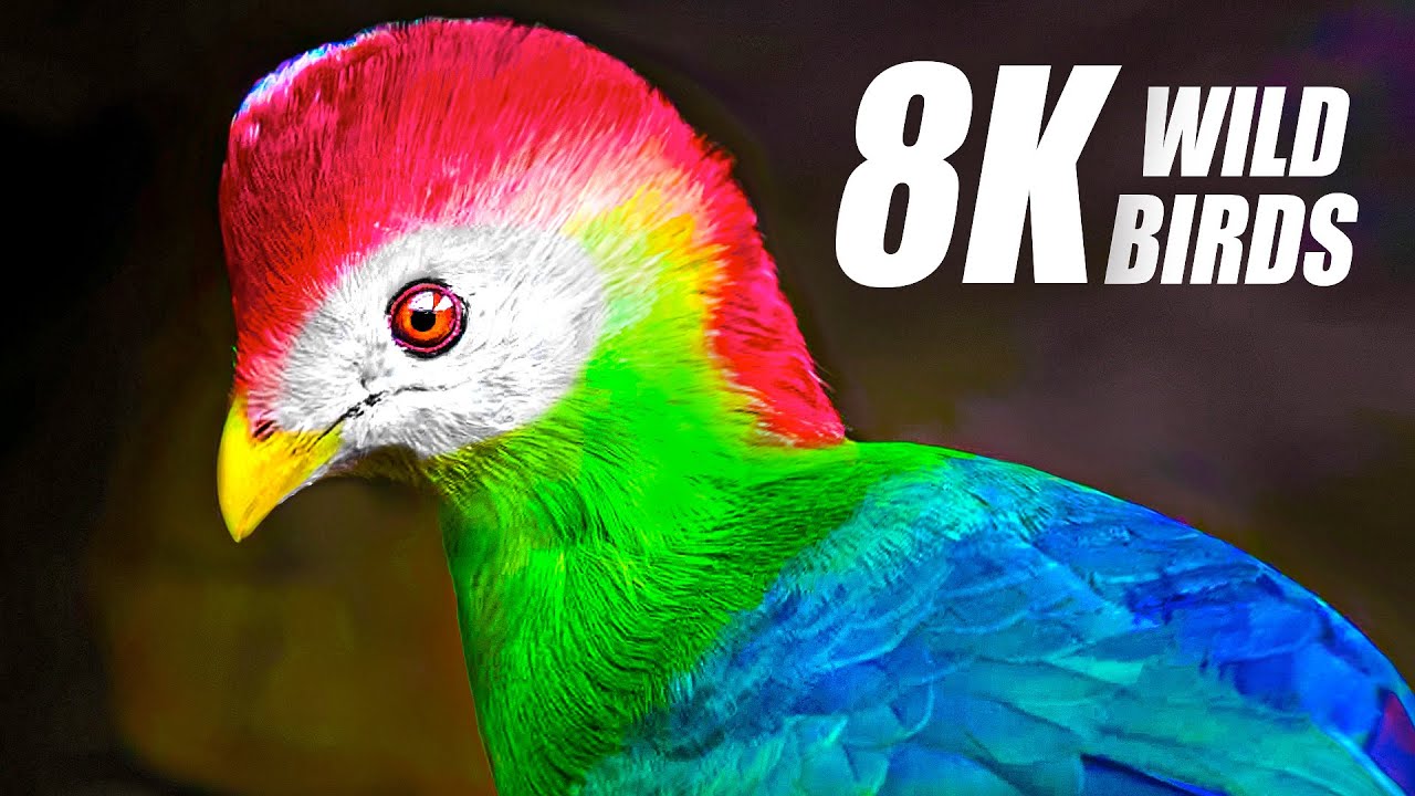 The Most Exclusive Birds Collection in 8K HDR 60FPS ULTRA HD