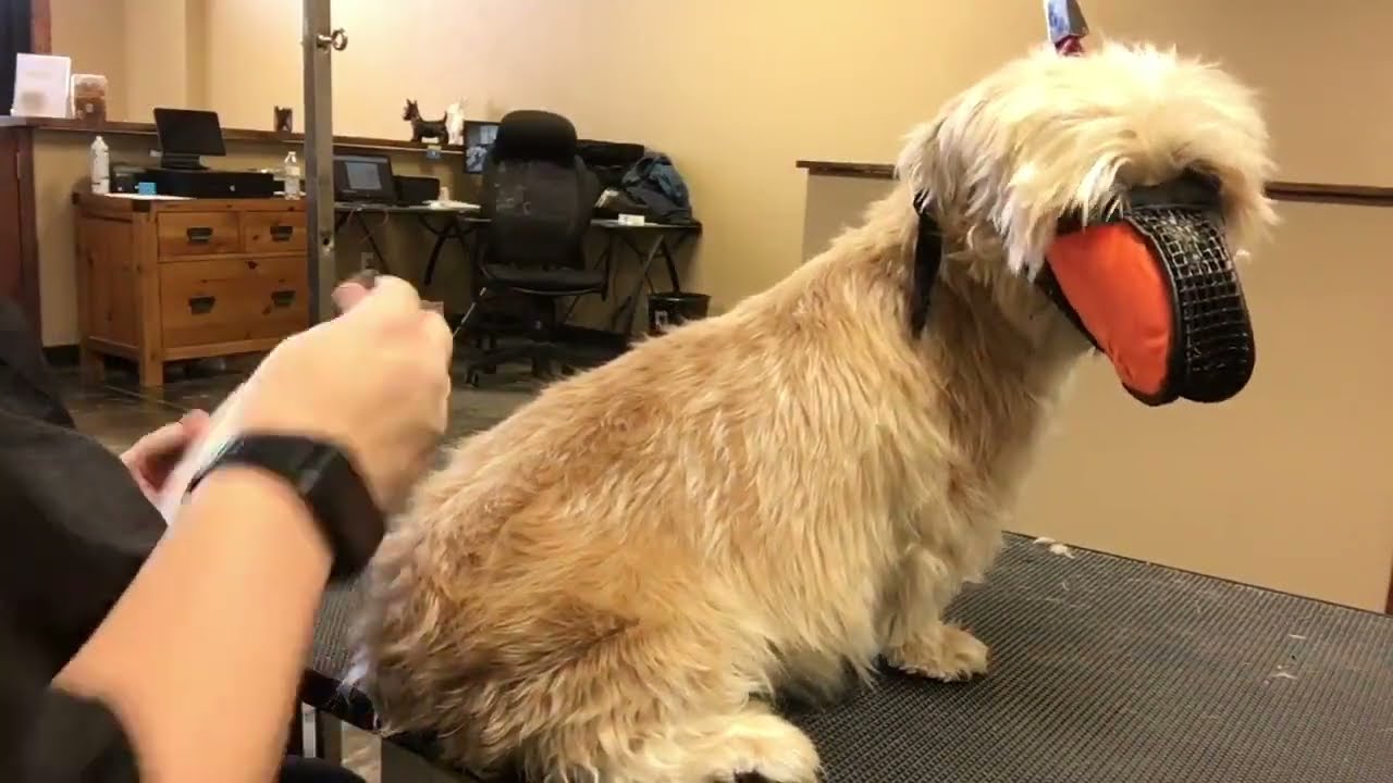 MEAN Maltese Groom