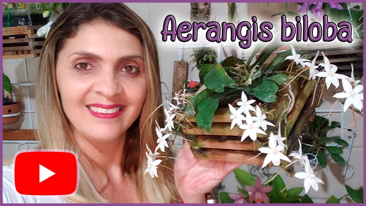 Aerangis biloba! - Floração e cultivo!
