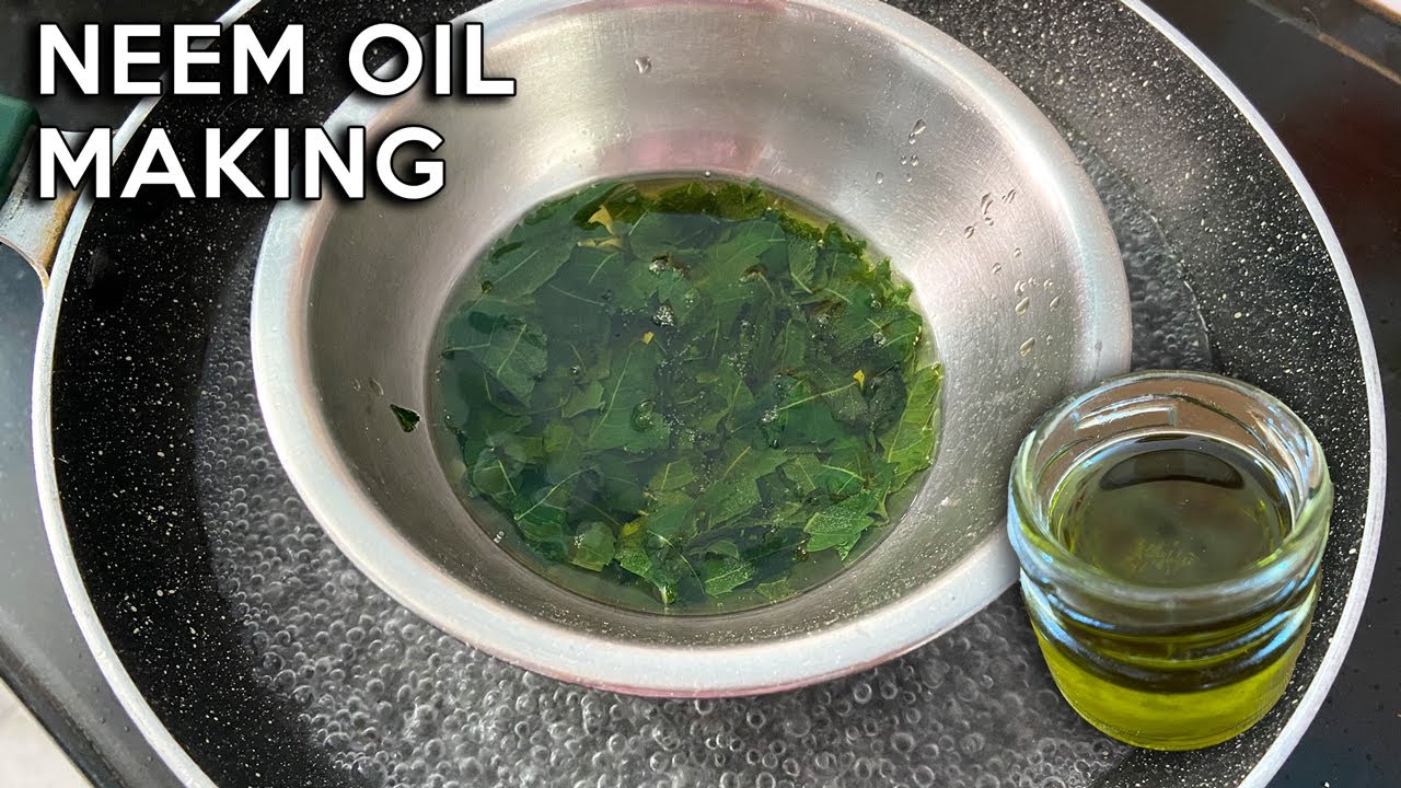 How to make Neem Oil at Home | Benefits of Neem Oil | Neem Oil Recipe