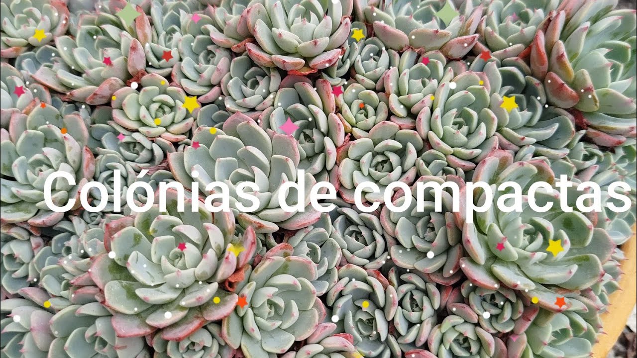 Colónias naturais de suculentas 🪷Compactas !!!