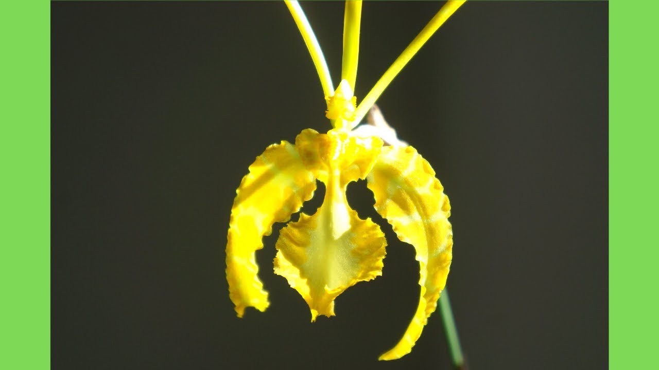 Орхидея-бабочка | Psychopsis Butterfly var alba 'Canary' | Советы по уходу за орхидеями
