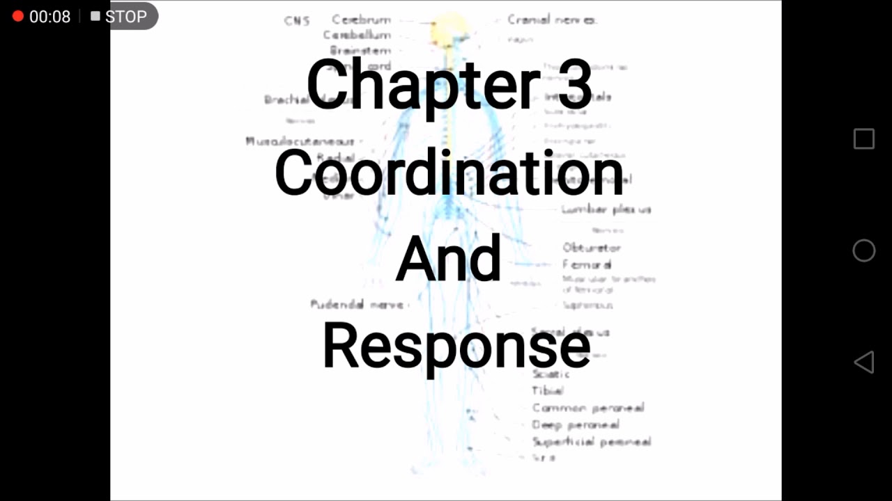 Human body coordination and response