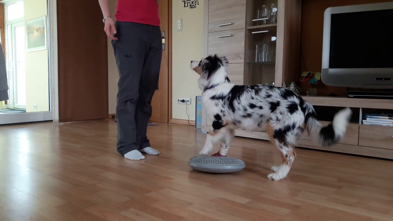 Aufbau Trick: Bodentarget / Balancekissen / Vorderpfoten Target