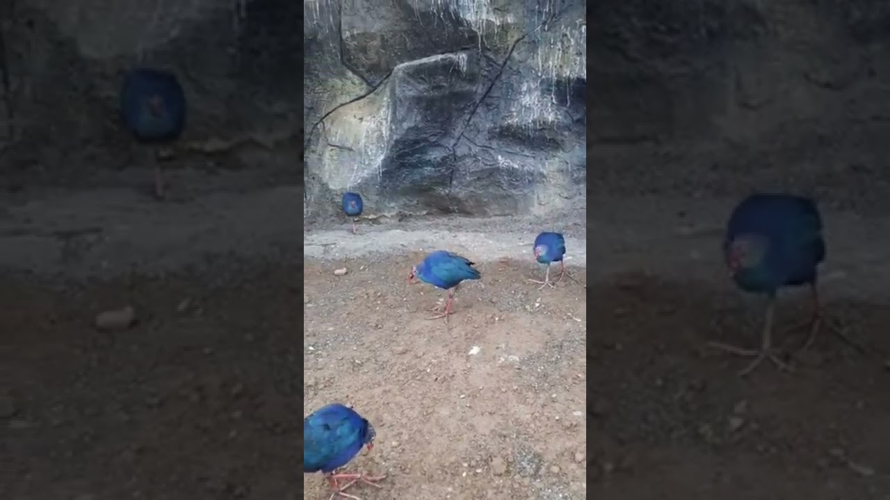 Sultan Toyugu, yeni videolar, ( mutleq izleyin )