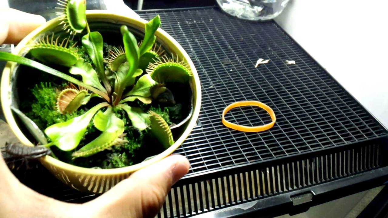 〔爬虫類〕アオダイショウ　アダルトマウス捕食