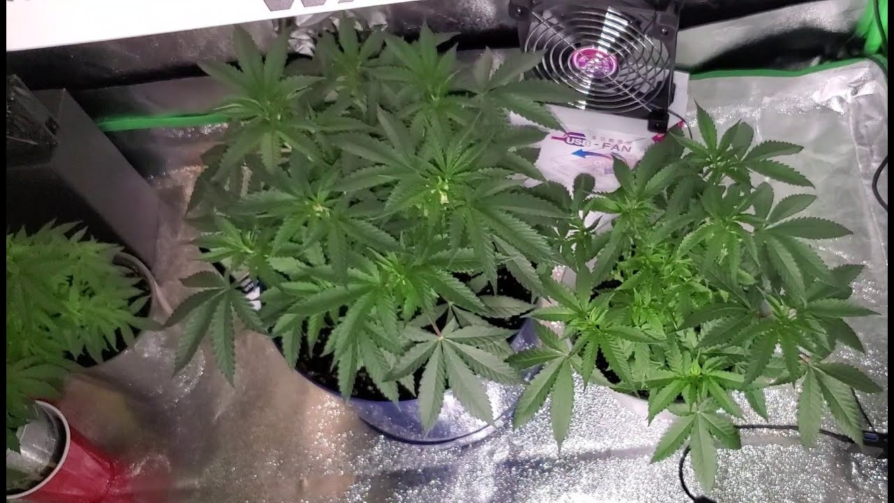 Bag seed grow week 6-8 update in 2x4 tent with Wakyme LED grow lights #solocupchallenge2021